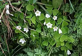 Oxalis acetosella (em flor).