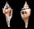 Duas vistas de uma concha de Turbinella angulata (Lightfoot, 1786), podendo chegar a mais de 35 centímetros..