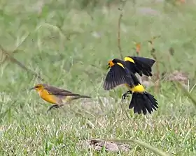 Fêmea (esquerda) Macho (direita)