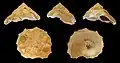 Cinco vistas da concha de Xenophora crispa (König, 1825), encontrada do Mediterrâneo até Angola, no oeste da África. Este espécime é um fóssil do Plioceno da Itália.