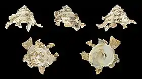 Cinco vistas da concha de Xenophora mekranensis (Newton, 1905) com pedras e corais; espécime coletado nas Filipinas.