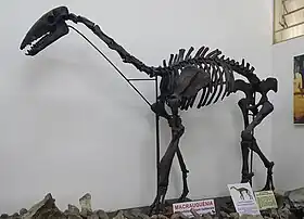 Esqueleto montado de X. bahiensis