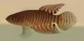 Macho de Xenurolebias myersi Créditos: Rodrigo Damasio