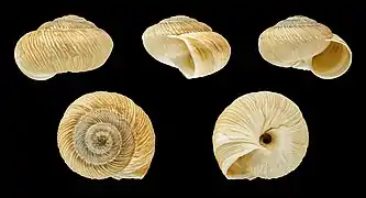 Xerosecta submoesta (Forma marrom)