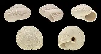 Xerosecta submoesta (Forma branca)