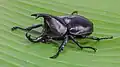 Xylotrupes socrates
