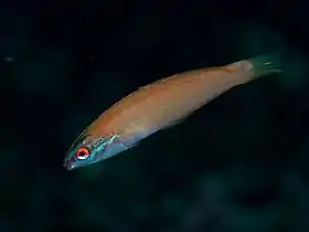 Pseudocoris yamashiroi.