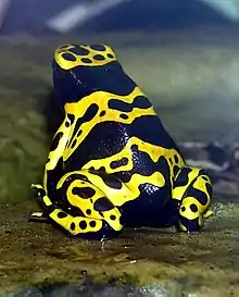 Sapo (Dendrobates leucomelas)