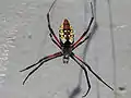 Argiope aurantia