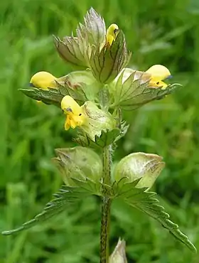 Rhinanthus minor