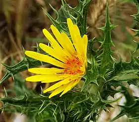 Scolymus hispanicus