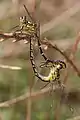 Pair of Yellow Striped Hunters mating