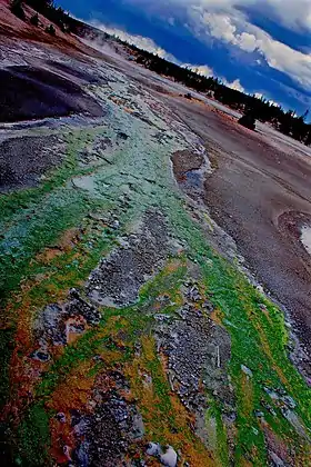 Retrato do Parque Nacional recolhido de Yellowstone situado nos EUA. A cor verde é por causa do resfriamento da água a partir de uma piscina azul forrada bactérias amarelas sulfurosas e também por causa da colonização da bactéria filamentosa verde não enxofre, as Thermomicrobias.