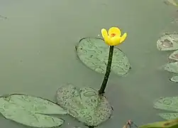 Nuphar pumila.
