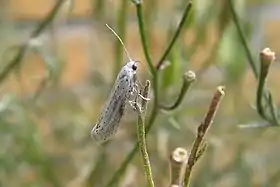 Yponomeuta evonymellus
