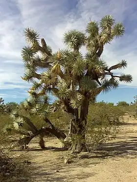 Yucca brevifolia