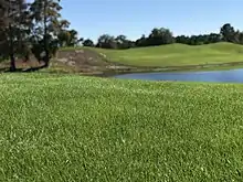 Zoysia tenuifolia | Grama Coreana