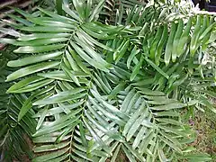 Zamia erosa.