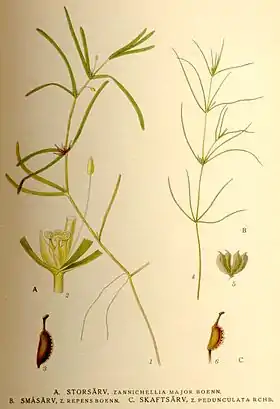 Zannichellia palustris