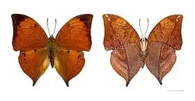 Vista superior (esquerda) e inferior (direita) do macho de Z. itys (ex Anaea itys), cujo tipo nomenclatural fora capturado no Suriname. No Brasil ela é conhecida por canoa-rosa ou folha-seca.