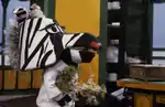 Zaza Zebra