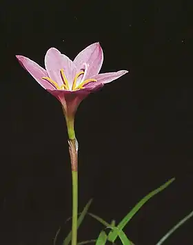 Zephyranthes sylvestris