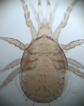 Zercoseius spathuliger.