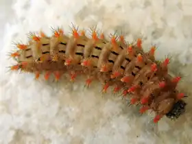 Larva