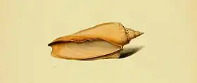 Ilustração da concha de Z. dufresnei, retirada da obra de William John Swainsonː Exotic conchology: or, Figures and descriptions of rare, beautiful, or undescribed shells, drawn on stone from the most select specimens (1821).