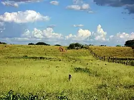 Imagem da vegetação do município em sua zona rural.