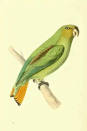 Ilustração do apuim-de-cauda-amarela no terceiro volume do Ilustrações Zoológicas (1820) de William Swainson
