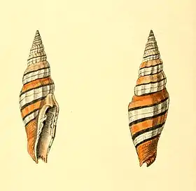 Concha de V. taeniatum, em vista ventral e dorsal. Em ilustração do ano de 1820.
