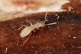 Zorotypos de Los Bancos, Pichincha, Equador