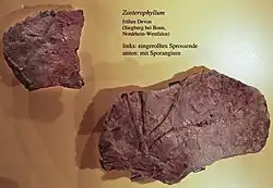 Fóssil de Zosterophyllum.