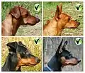 Orelhas do pinscher miniatura
