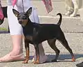 Pinscher miniatura preto-e-castanho