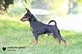 Pinscher miniatura preto-e-castanho