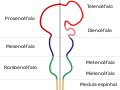 Diagrama representando as principais subdivisões do cérebro embrionário dos vertebrados. Estas regiões posteriormente se diferenciam em prosencéfalo, mesencéfalo e rombencéfalo.