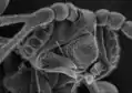 Microfotografia da cabeça do macho. A organização anatômica dos olhos destes insetos foi proposta como uma contrapartida moderna do antigo sistema visual dos trilobitas.