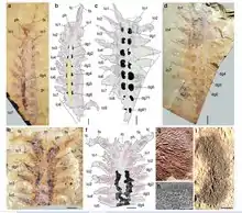 Descrição morfológica detalhada de Megadictyon, Jianshanopodia e Pambdelurion, com suas notáveis glândulas digestivas bem desenvolvidas e também seus apêndices