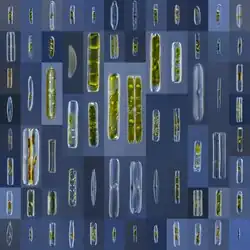 Diatomáceas penadas (marinhas) vistas ao microscópio óptico.