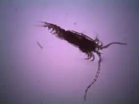 Espécime masculino de Epischura lacustris