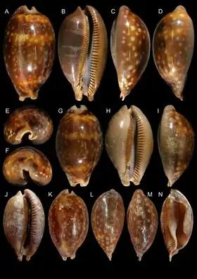 M. mammoth. Holótipo (imagens A-F) e parátipos.