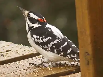 A Hairy Woodpecker