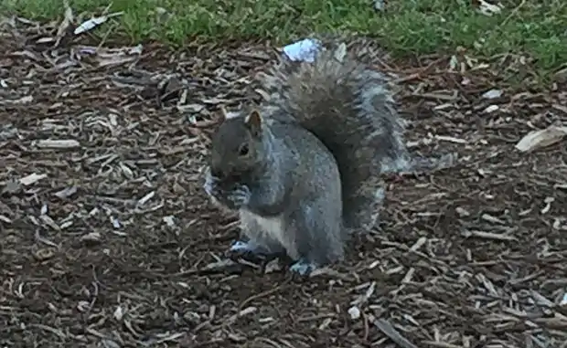 Eastern Grey Squirrel in Menomonie