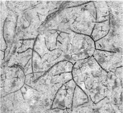 Nemagraptus gracilis.png