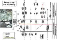 Visean Tournaisian boundary.png