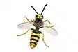 wasp