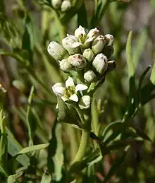 Comandra umbellata