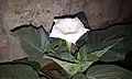 Datura